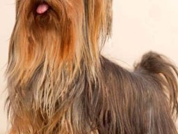 Lake buena vista Riviera (Georgia)