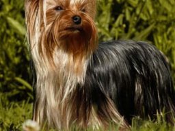 Lake buena vista Samara (Chanel)