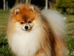 Lake buena vista Vinnie (Zeus)