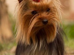 Two moons diamante R&amp;R (Dior)