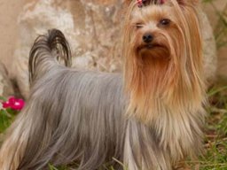 Two moons Mis Argentina (valentina)